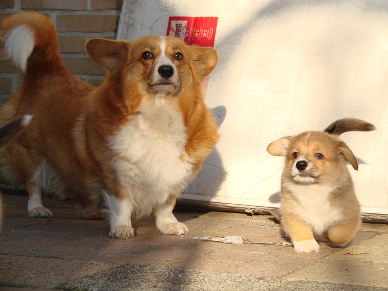 Puppies